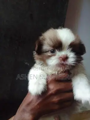 Shih Tzu Puppies