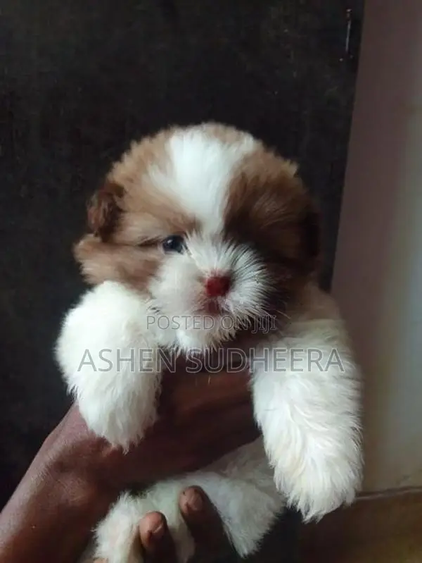Shih Tzu Puppies