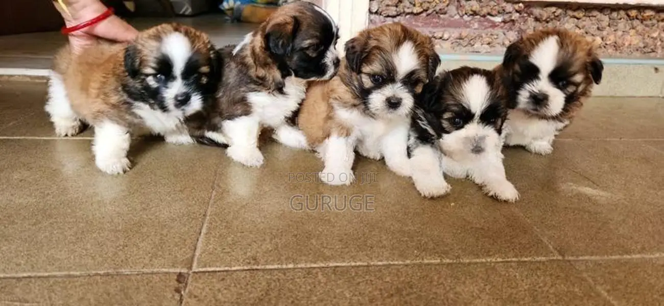 Shih Tzu Puppies