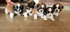 Shih Tzu Puppies