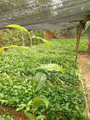 තේ පැළ