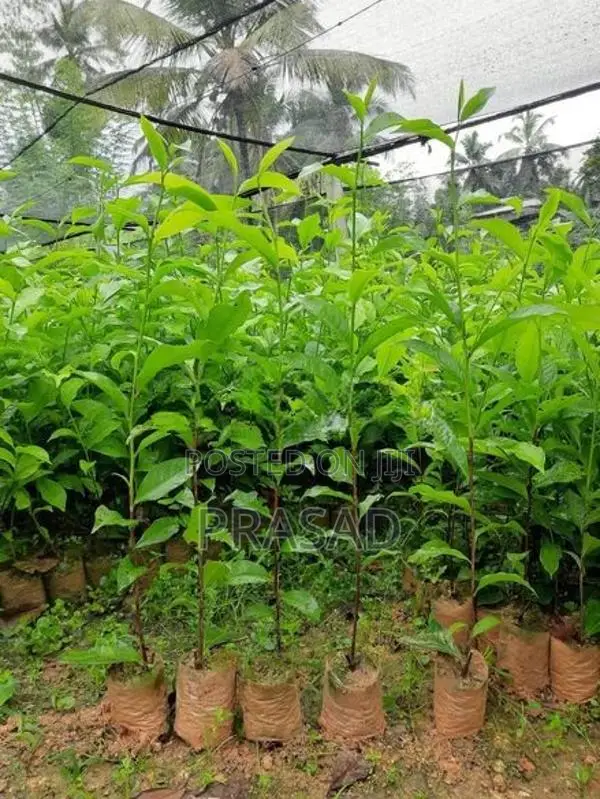 තේ පැළ