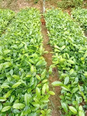 තේ පැළ