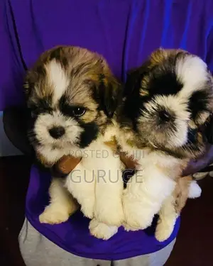 Shih Tzu Puppies