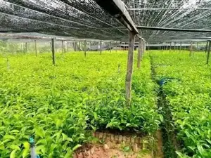 තේ පැළ