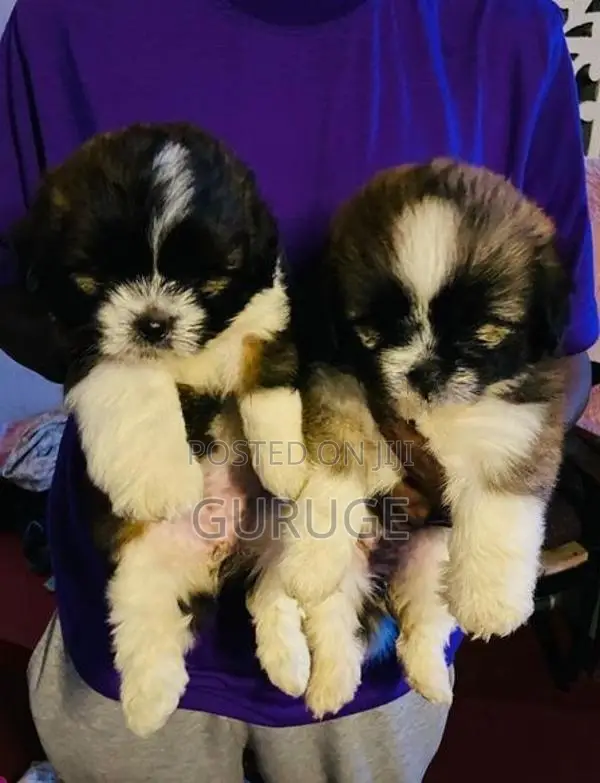 Shih Tzu Puppies