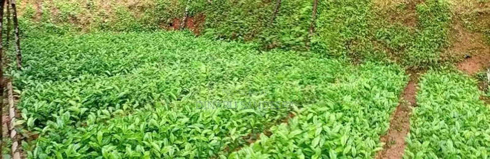 තේ පැළ