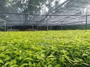තේ පැළ