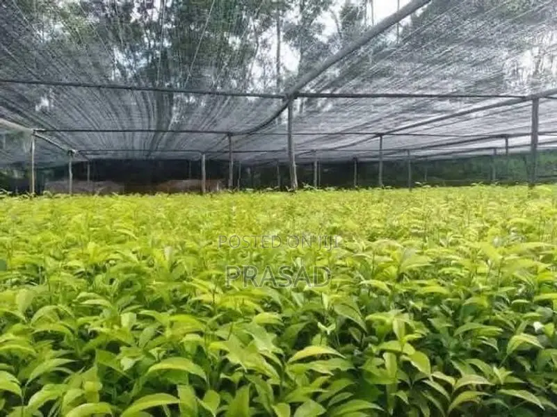 තේ පැළ
