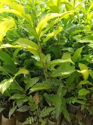 තේ පැළ