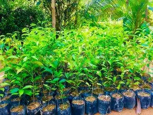 තේ පැළ