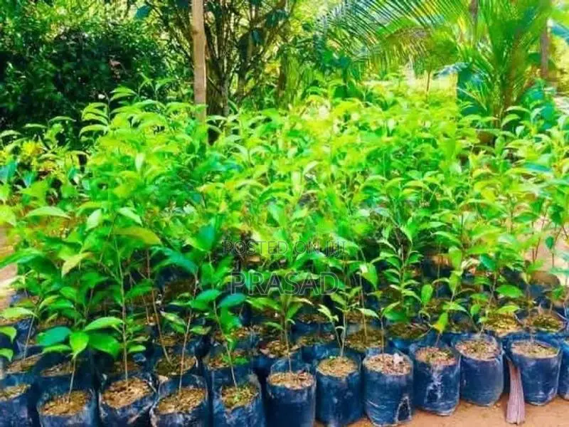 තේ පැළ