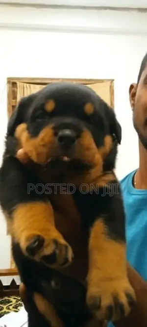 Rottweiler Puppies
