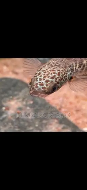 Golden Cobra Fish