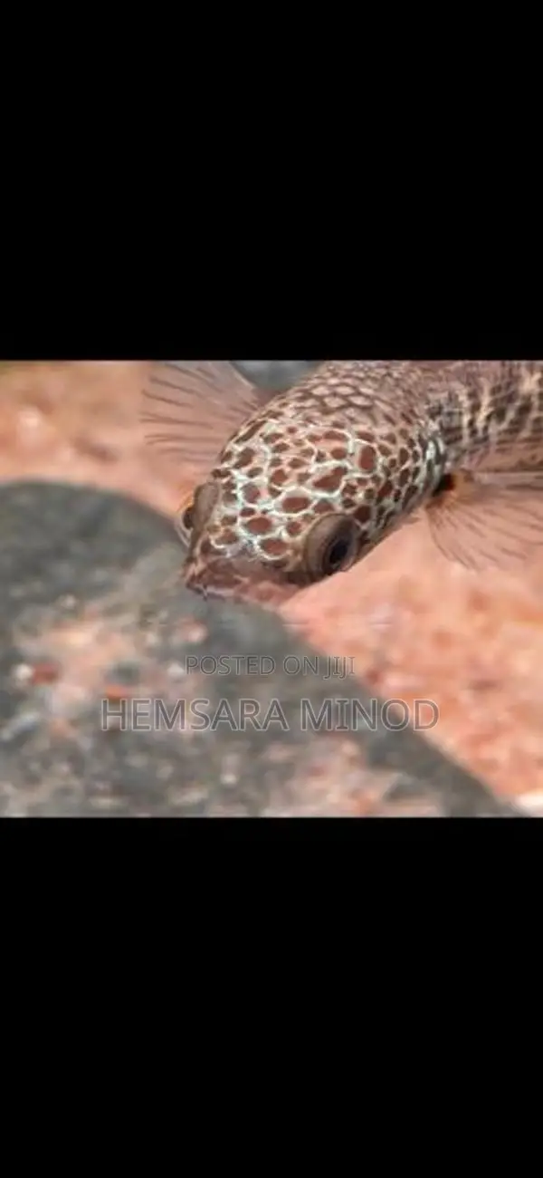 Golden Cobra Fish