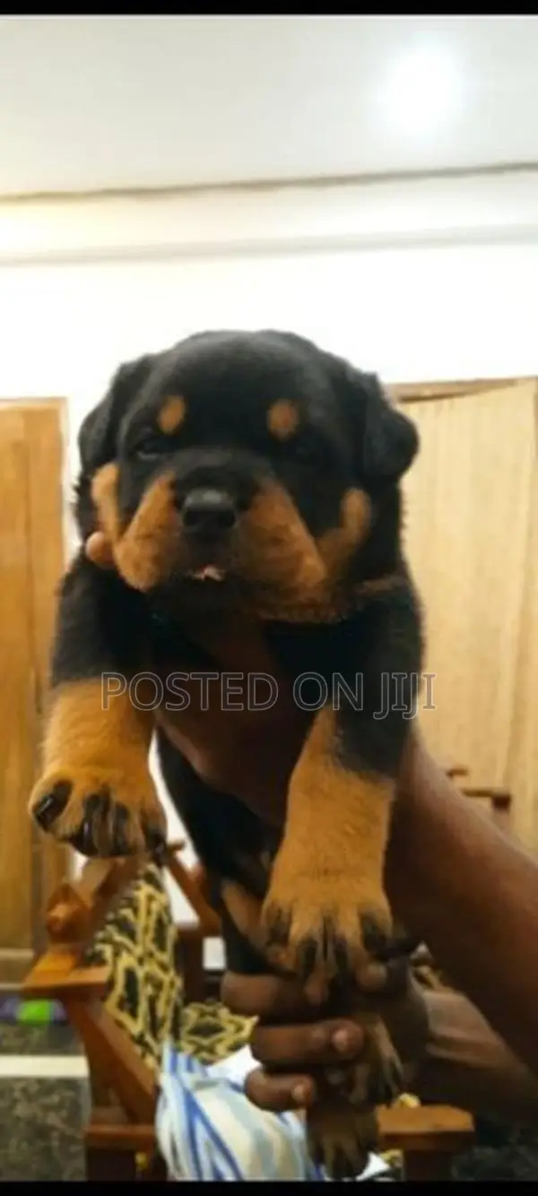 Rottweiler Puppies