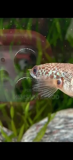 Golden Cobra Fish