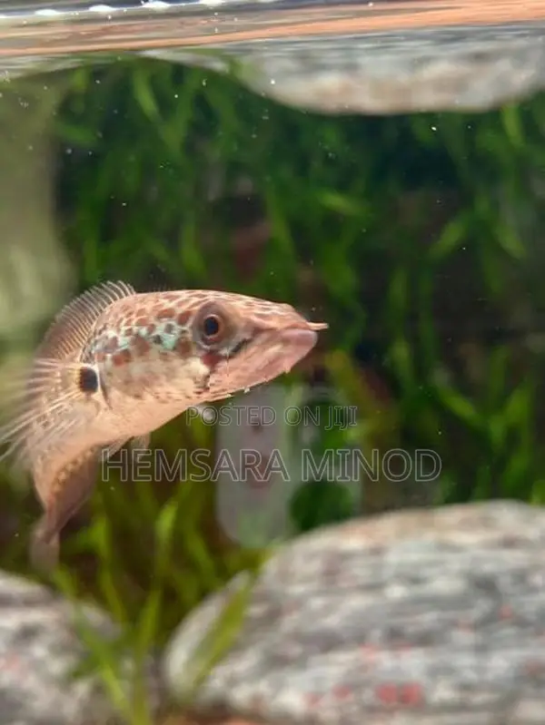 Golden Cobra Fish