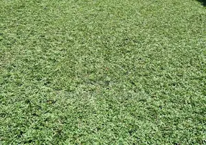 Grass Carpet