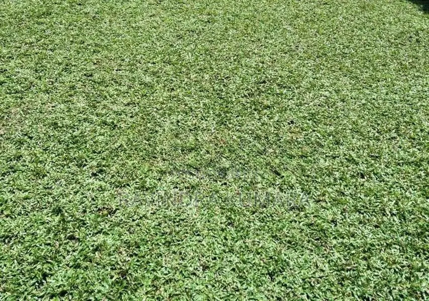 Grass Carpet