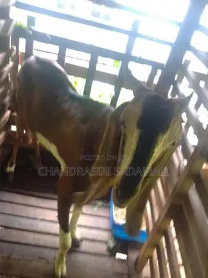 Jamnapari Goat