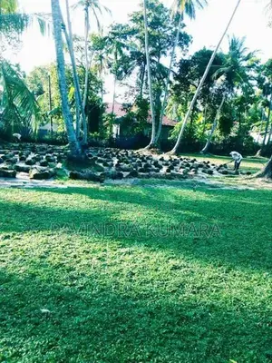 Grass Carpet