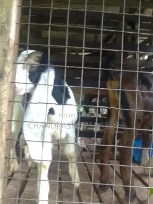 Jamnapari Goat
