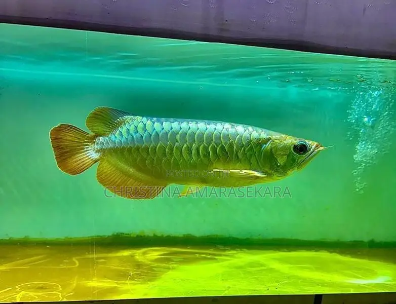 24k Golden Cross Back Arowana