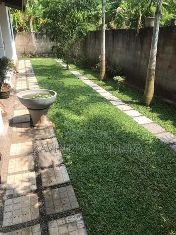 Grass Carpet