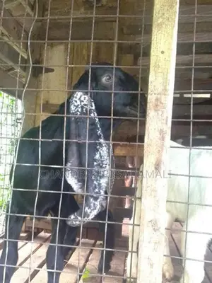 Jamnapari Goat