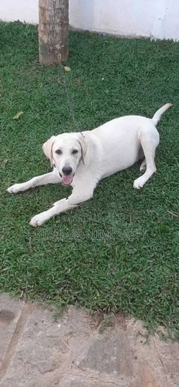 Labrador Dog