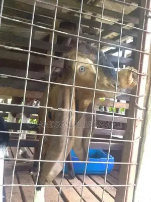 Jamnapari Goat