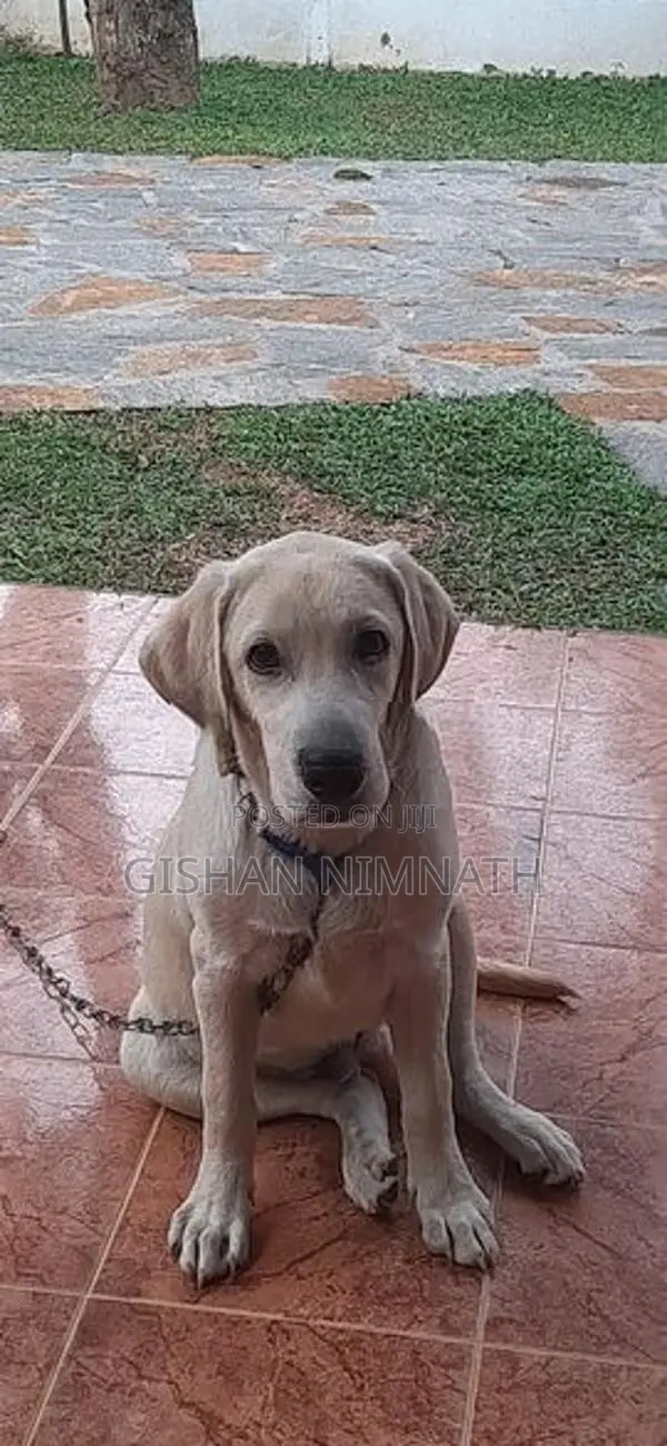 Labrador Dog
