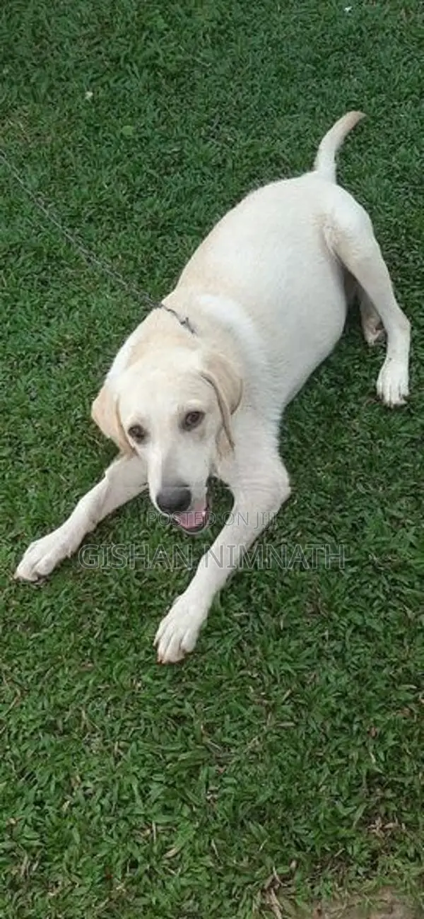 Labrador Dog