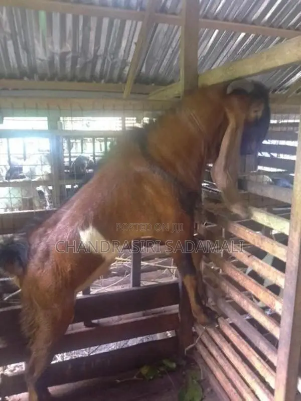 ජමුනාපාරි එළුවකු
