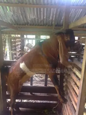 ජමුනාපාරි එළුවකු