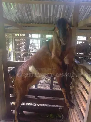 ජමුනාපාරි එළුවකු