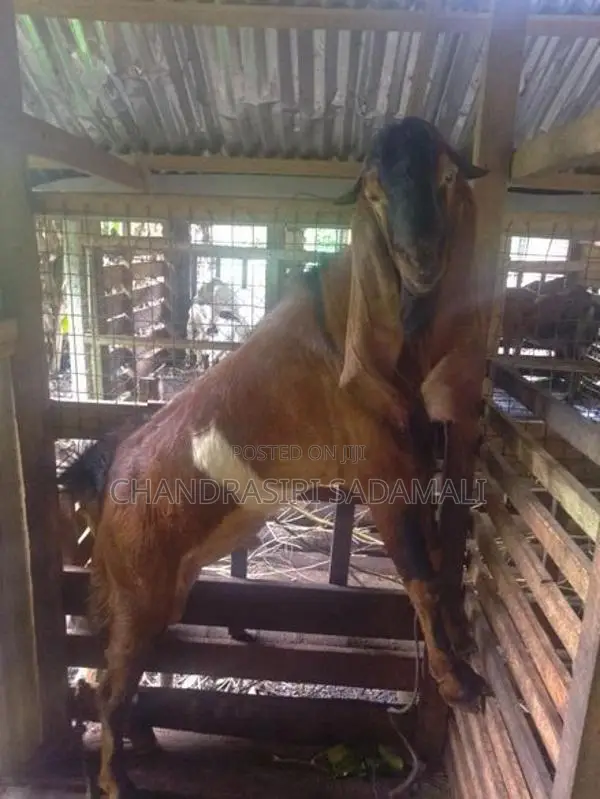 ජමුනාපාරි එළුවකු