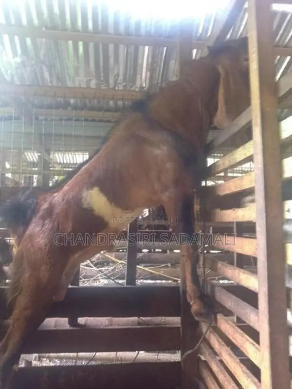 ජමුනාපාරි එළුවකු
