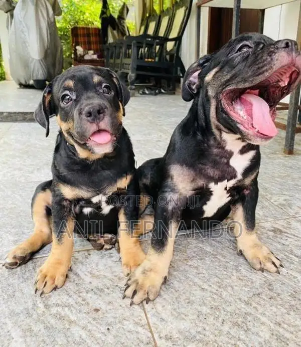 American Bully Puppy