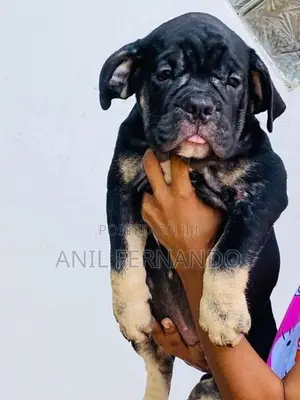American Bully Puppy