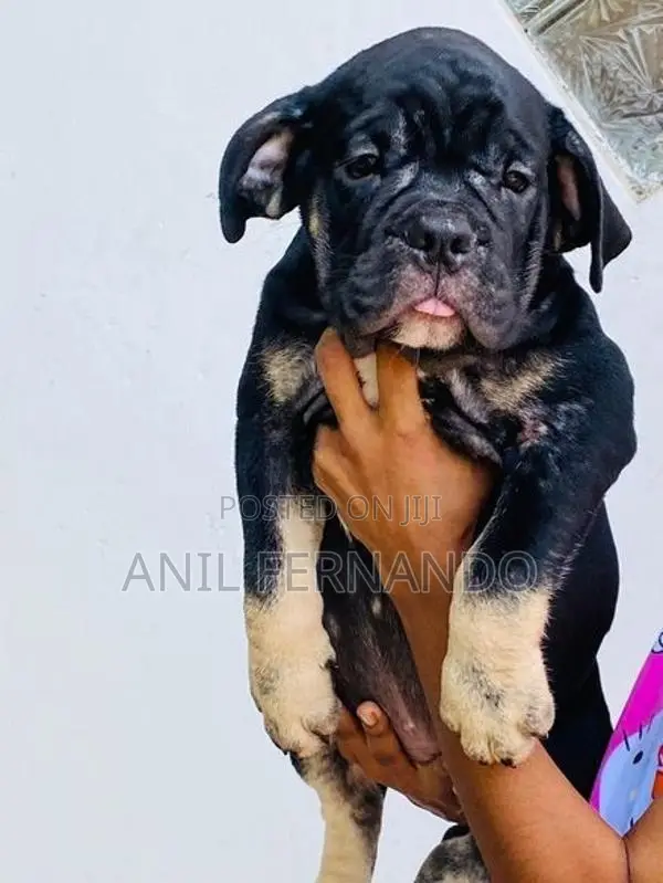 American Bully Puppy
