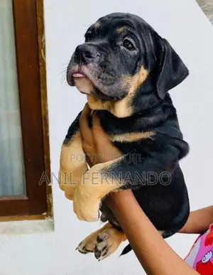 American Bully Puppy