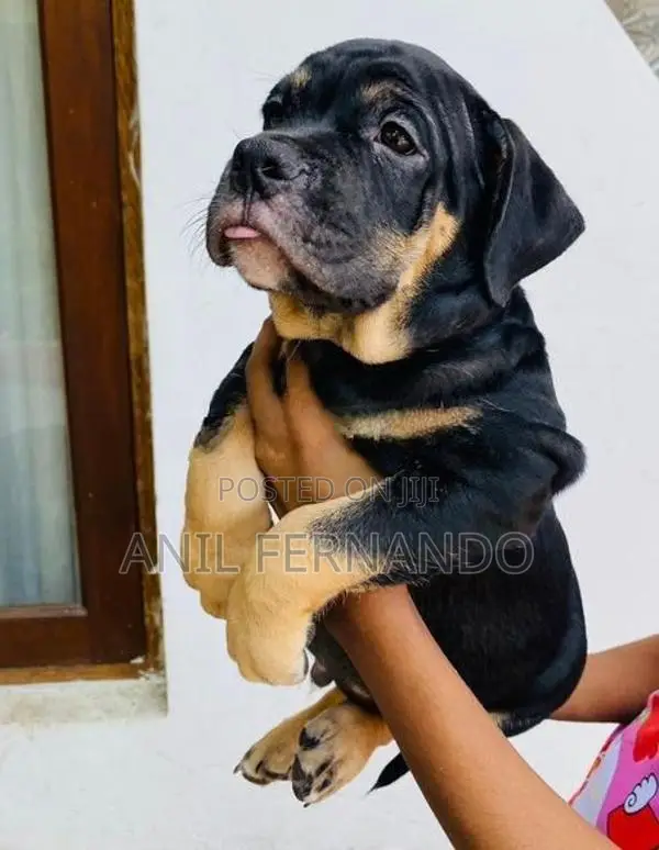 American Bully Puppy