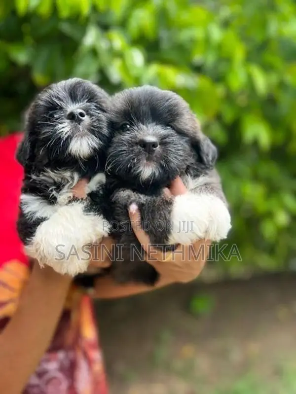 Shih Tzu Puppies