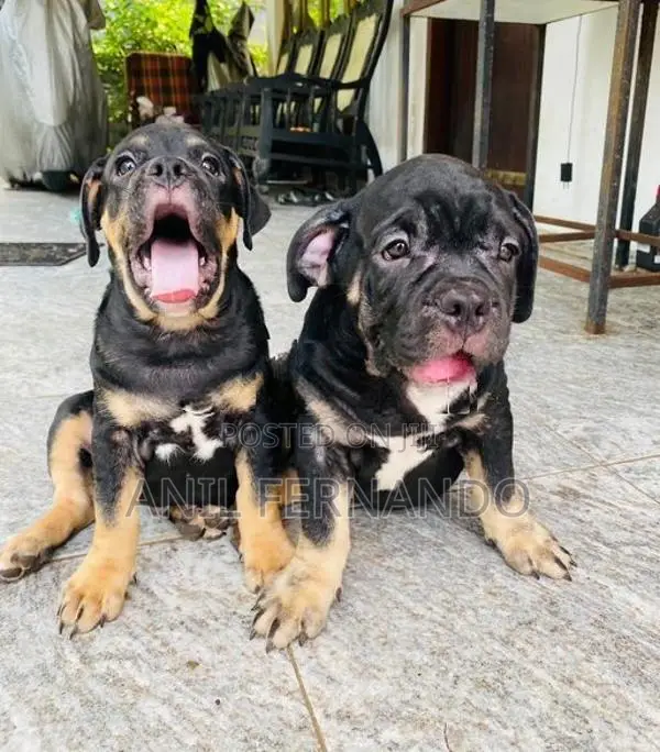American Bully Puppy