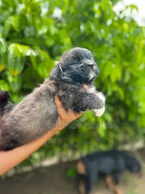 Shih Tzu Puppies