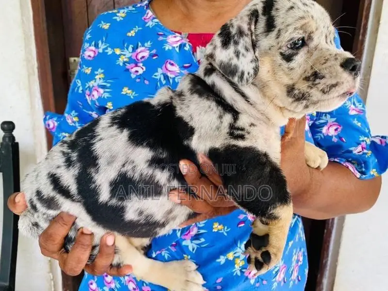 American Bully Puppy