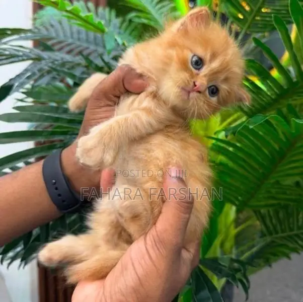 Persian Kitten