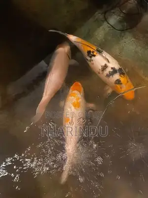 Koi kaf